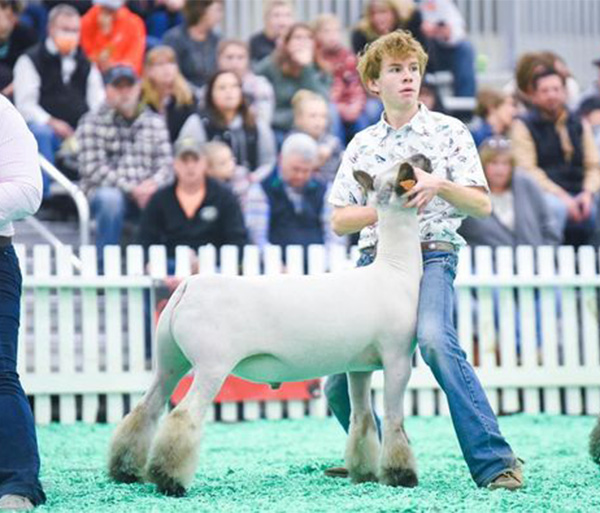 Champion Oxford - NAILE