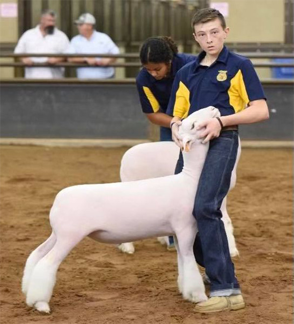 Champion Dorset Oklahoma State Fair