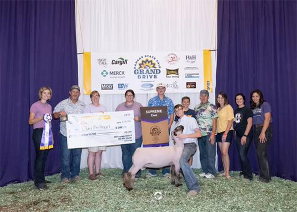 Champion Ewe Kansas State Fair
