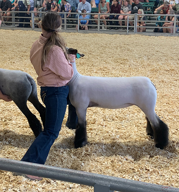2nd in Class Missouri State Fair