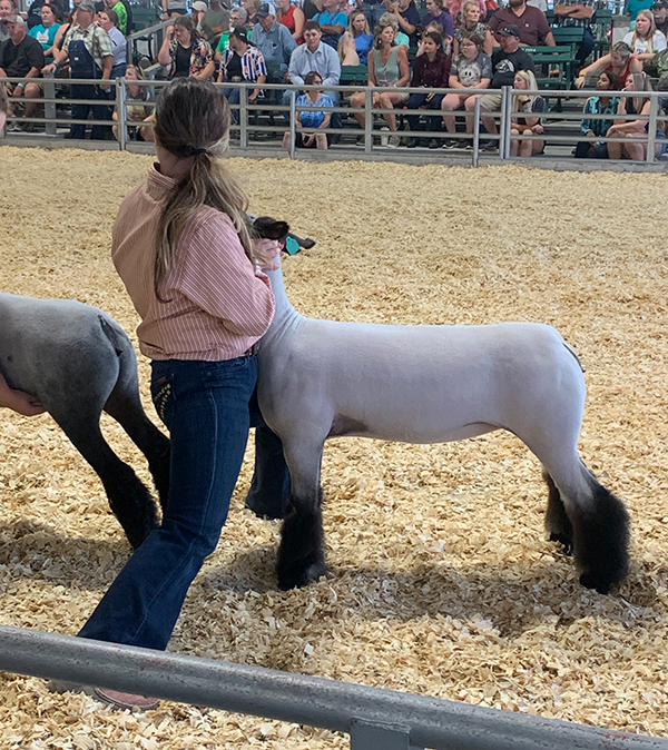 2nd in Class Commercial Ewe Missouri State Fair