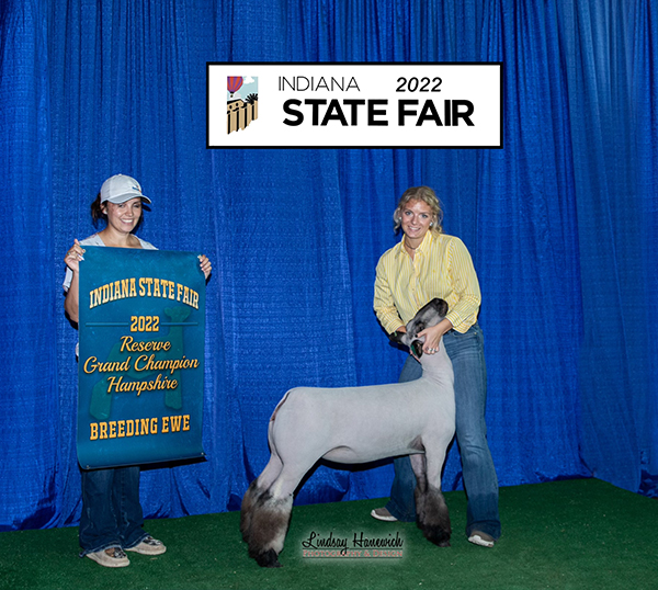 Reserve Hampshire Ewe Indiana State Fair