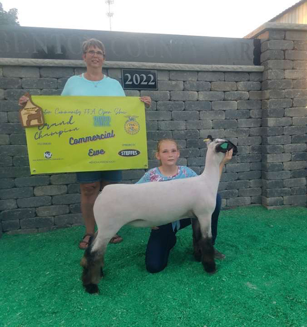 Grand Champion Commercial Ewe Iowa Community Open Show