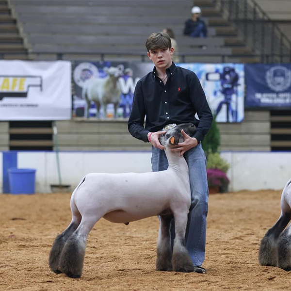 Reserve Division 2 Market Lamb American Royal
