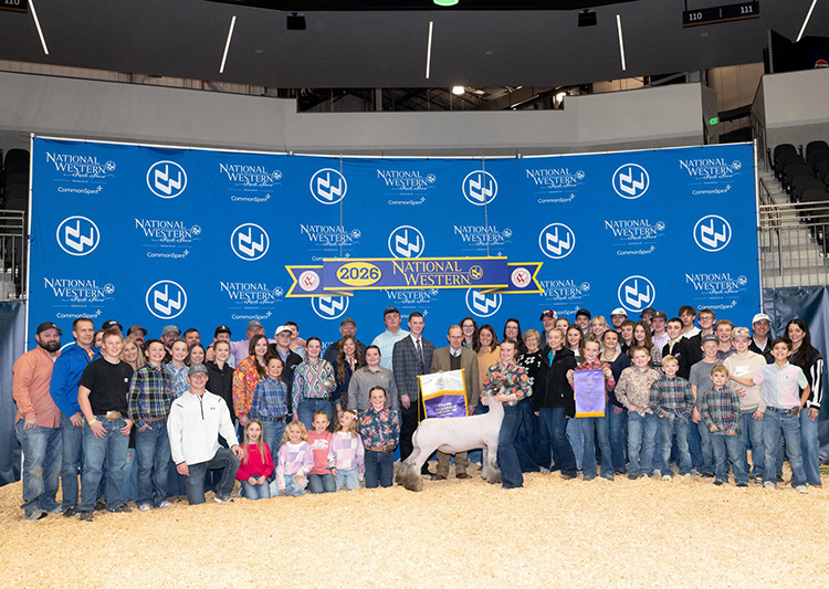 Grand Champion Market Lamb, Champion Division III, National Western Stock Show (CO) Grand Champion Market Lamb, Champion Division III, National Western Stock Show (CO)