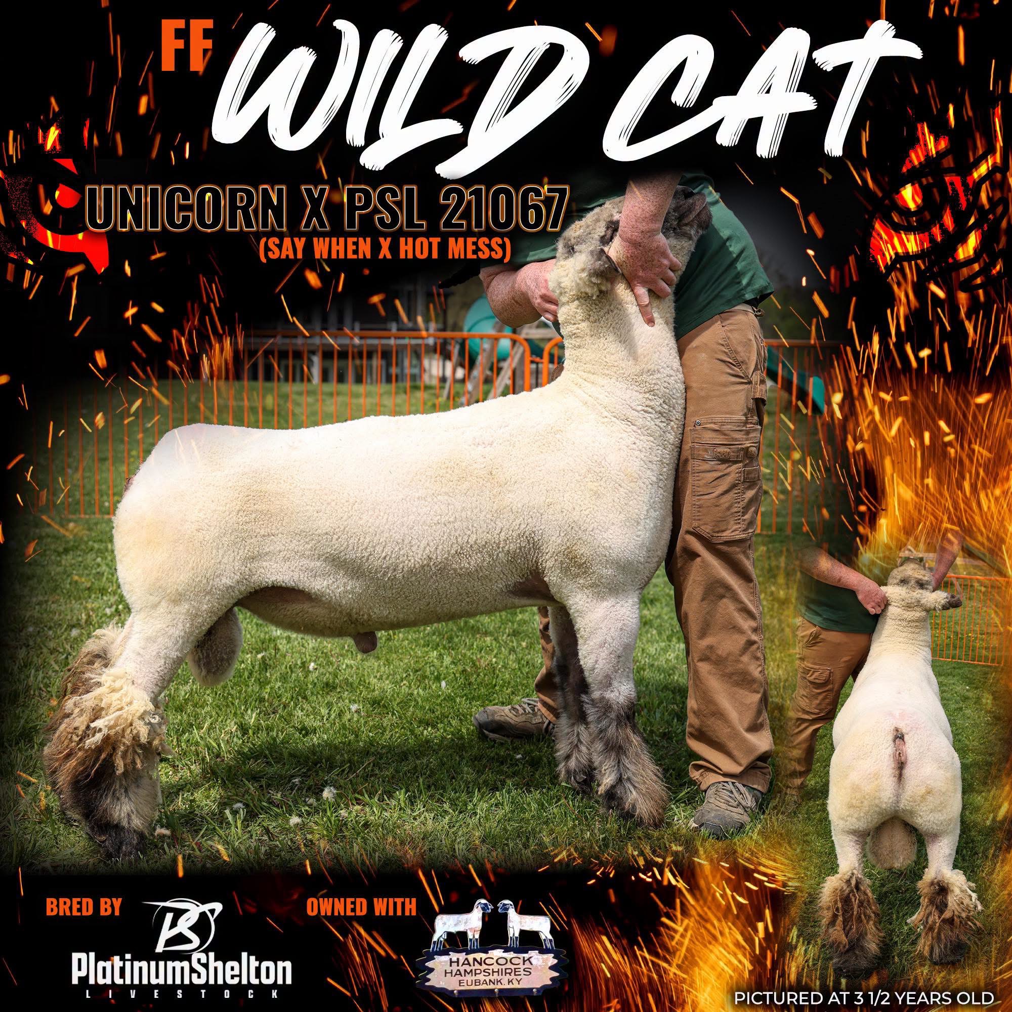 Wildcat Wildcat