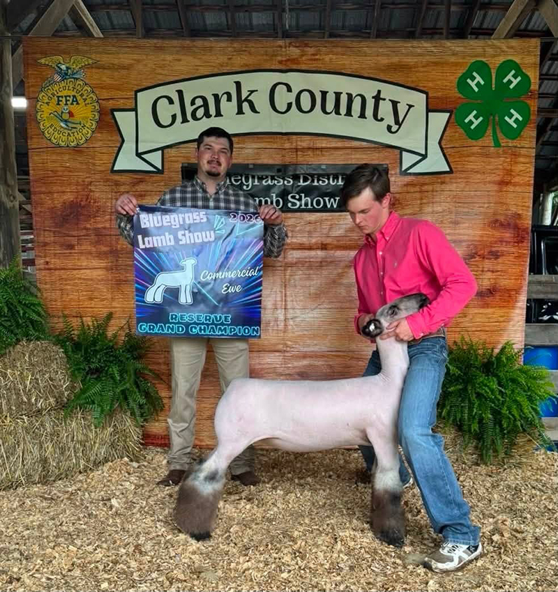 Reserve Grand Champion Commercial Ewe, Bluegrass District Lamb Show Reserve Grand Champion Commercial Ewe, Bluegrass District Lamb Show