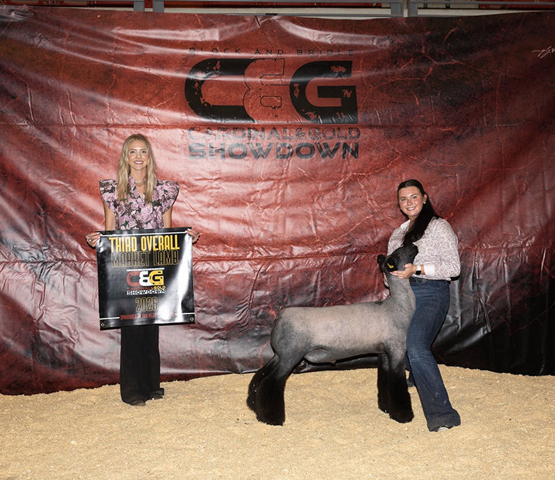 3rd Overall Market Lamb, Cardinal & Gold Showdown 3rd Overall Market Lamb, Cardinal & Gold Showdown
