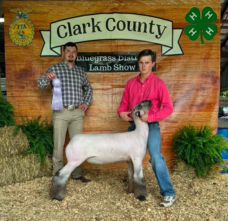 Reserve Champion Hamp Market Lamb, Bluegrass District Lamb Show Reserve Champion Hamp Market Lamb, Bluegrass District Lamb Show