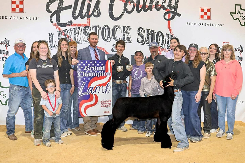 Grand Champion Market Lamb, Ellis County Livestock Show Grand Champion Market Lamb, Ellis County Livestock Show<br />