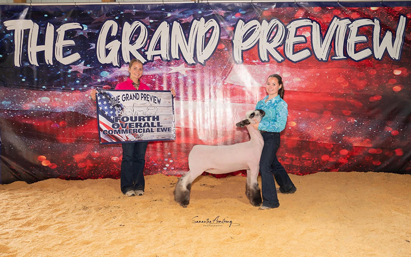 4th Overall Commercial Ewe, The Grand Preview 4th Overall Commercial Ewe, The Grand Preview