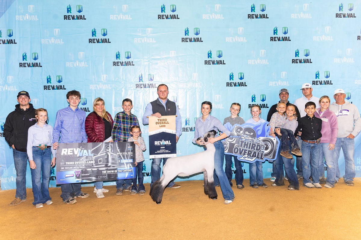3rd Overall Market Lamb - Show B, Reserve Blackface Cross, 2026 The Revival Livestock Show 3rd Overall Market Lamb - Show B, Reserve Blackface Cross, 2026 The Revival Livestock Show