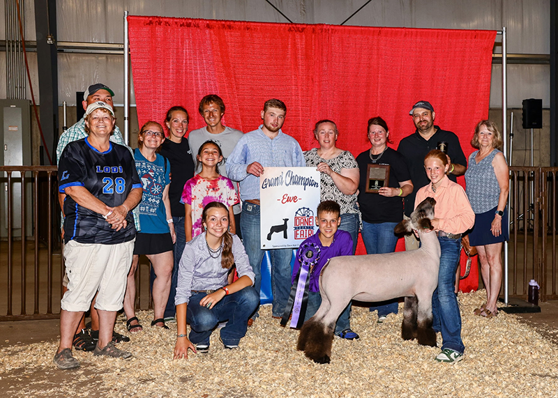 Grand Champion Ewe, Dane County Fair Grand Champion Ewe, Dane County Fair
