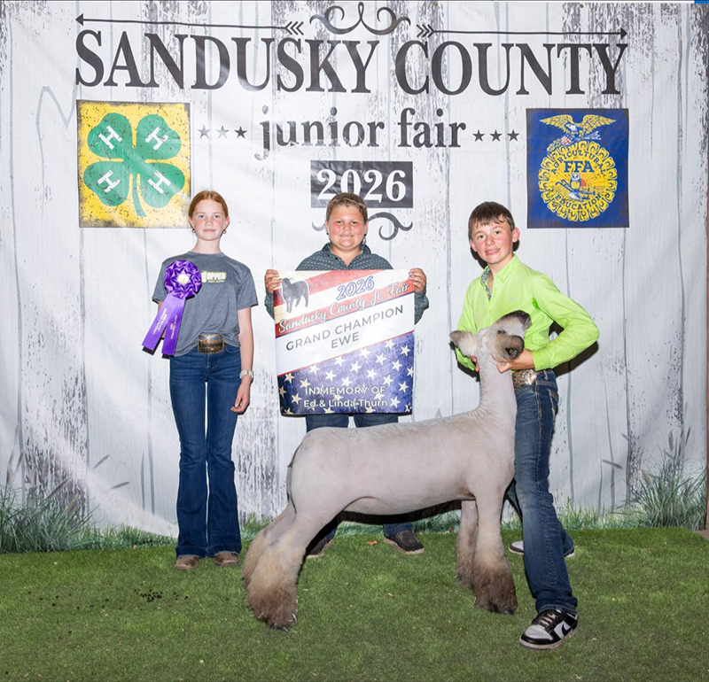 Champion Ewe, Sandusky County Fair Champion Ewe, Sandusky County Fair