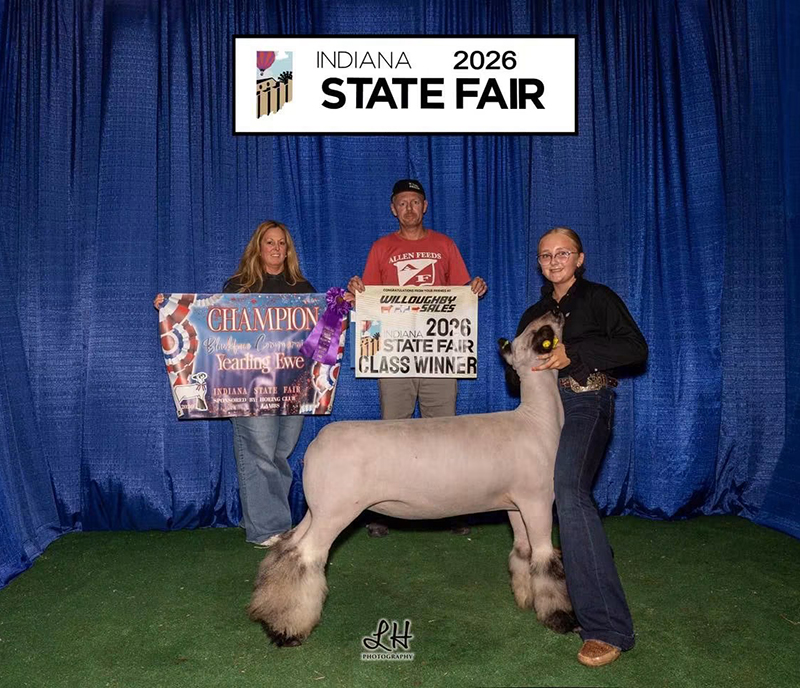 Champion Yearling Commercial Ewe, Indiana State Fair Champion Yearling Commercial Ewe, Indiana State Fair