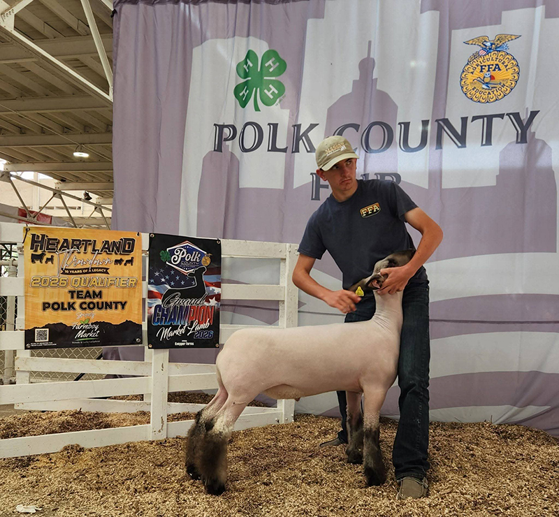 Grand Champion Market Lamb, Polk County Fair, IA Grand Champion Market Lamb, Polk County Fair, IA