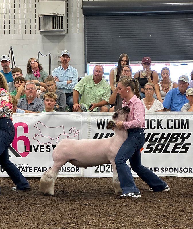 Class Winner, Indiana State Fair Class Winner, Indiana State Fair
