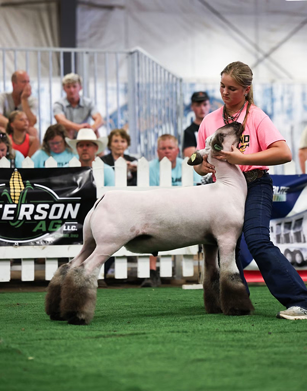 Reserve Champion Market Lamb, Grand Champion Showman,Heartland Throwdown Reserve Champion Market Lamb, Grand Champion Showman, Heartland Throwdown