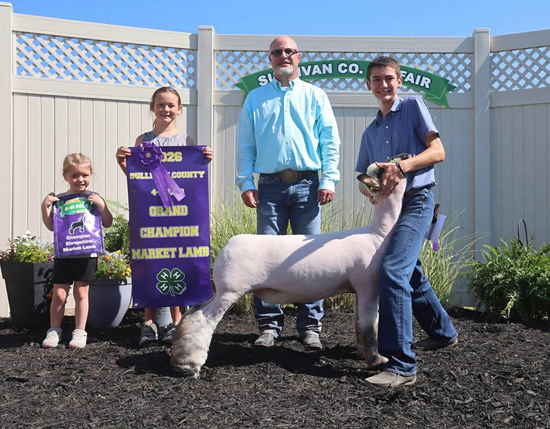 Grand Champion Market Lamb, Sullivan County Fair, IN Grand Champion Market Lamb, Sullivan County Fair, IN